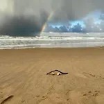 Cosea
